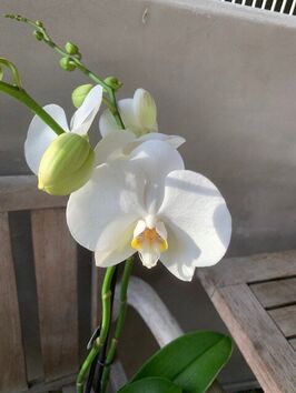 Orchidee-coupe