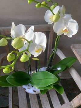 Orchidee-coupe