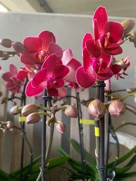 Orchidee - Herfstkleuren