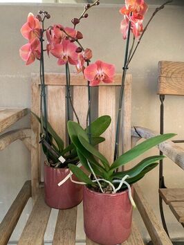 Orchidee - Herfstkleuren
