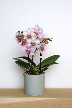 Orchidee/gekleurd/meertakker