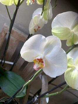 Orchidee/wit/bijoux