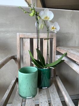 Orchidee/wit/standaard