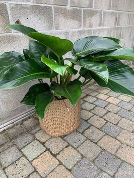 Philodendron  Green Beauty