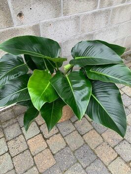 Philodendron  Green Beauty