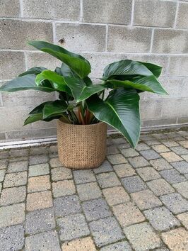 Philodendron  Green Beauty