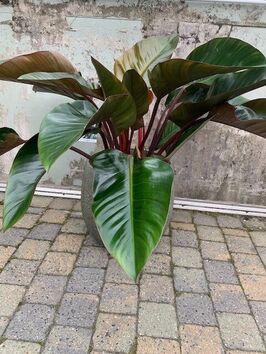 Philodendron Imperial Red