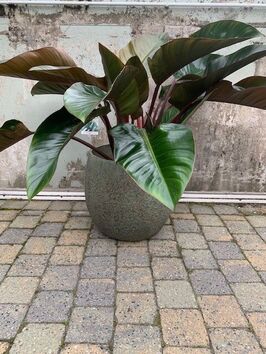 Philodendron Imperial Red