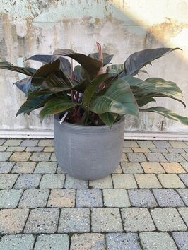 Philodendron Imperial Red