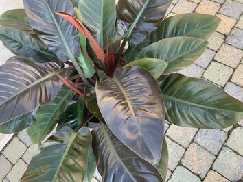 Philodendron Imperial Red