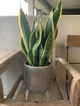 Sanseveria