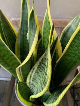 Sanseveria