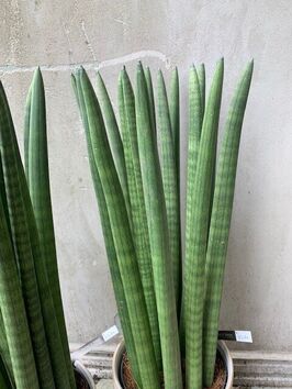 Sanseveria Straight