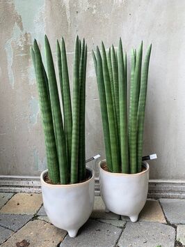 Sanseveria Straight