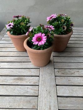 Spaanse margrieten