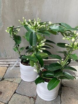 Stephanotis