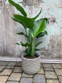 Strelitzia Nicolai