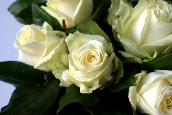 Witte rozen in ' t groen