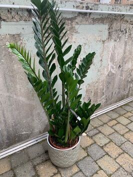 Zamioculcas Zamiifolia