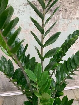 Zamioculcas Zamiifolia