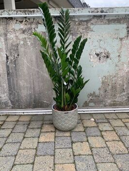 Zamioculcas Zamiifolia