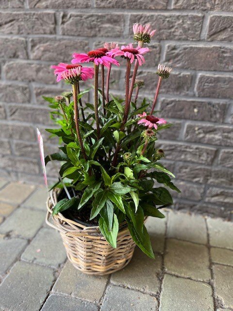 Echinacea Moodz