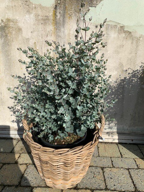 Eucalyptus Gunnii ( Gomboom)