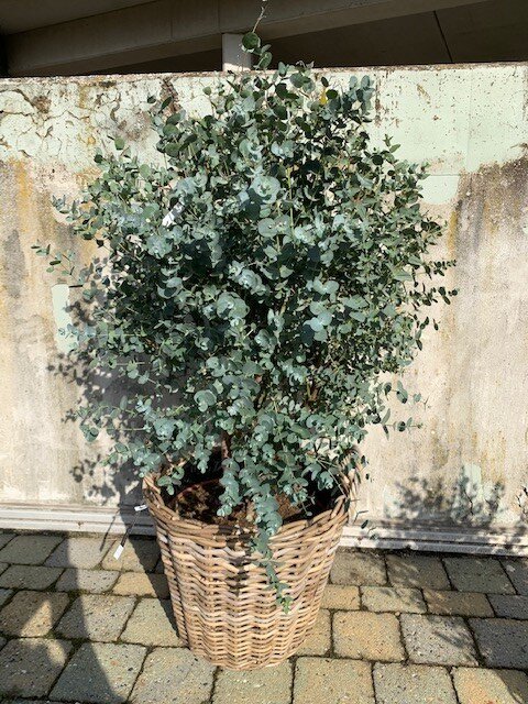 Eucalyptus Gunnii ( Gomboom)