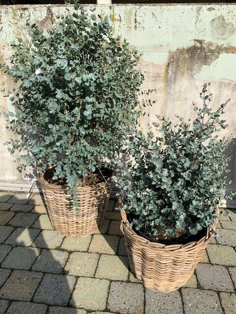 Eucalyptus Gunnii ( Gomboom)