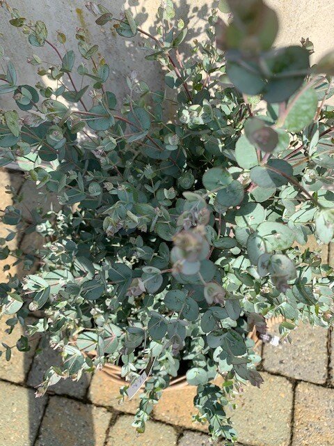 Eucalyptus Gunnii ( Gomboom)