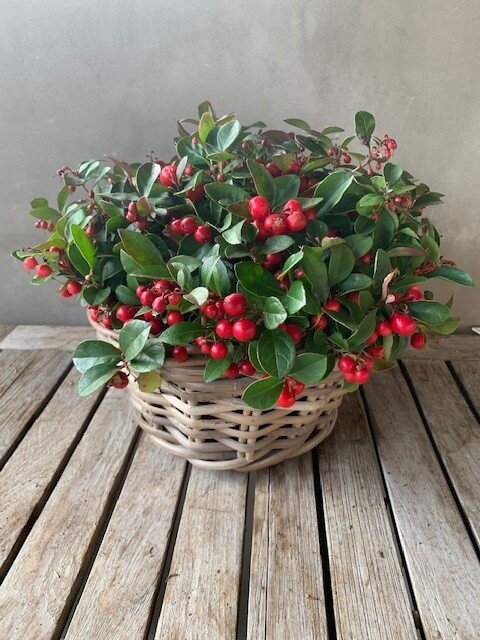 Gaultheria ( bergthee)