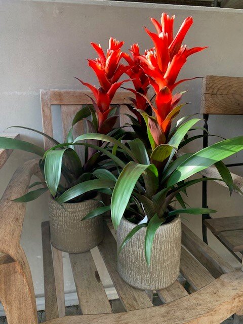 Guzmania