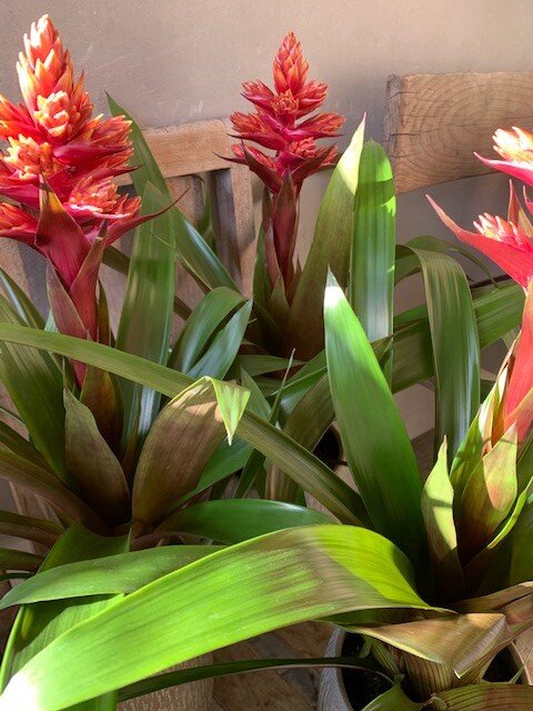 Guzmania