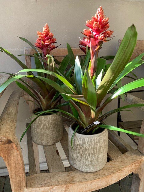 Guzmania
