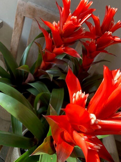 Guzmania