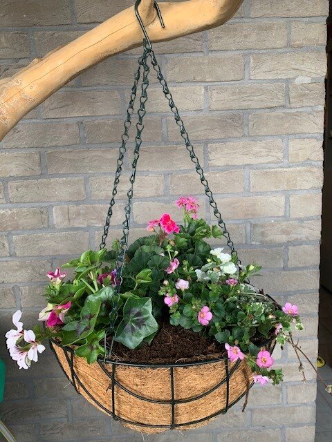 Hangingbasket lentebloeiers