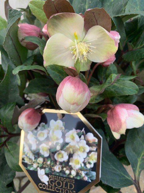 Helleborus Niger (Kerstroos)