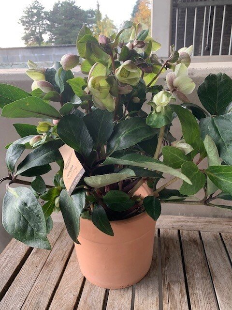 Helleborus Niger wit
