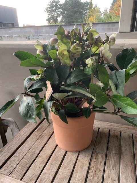 Helleborus Niger wit