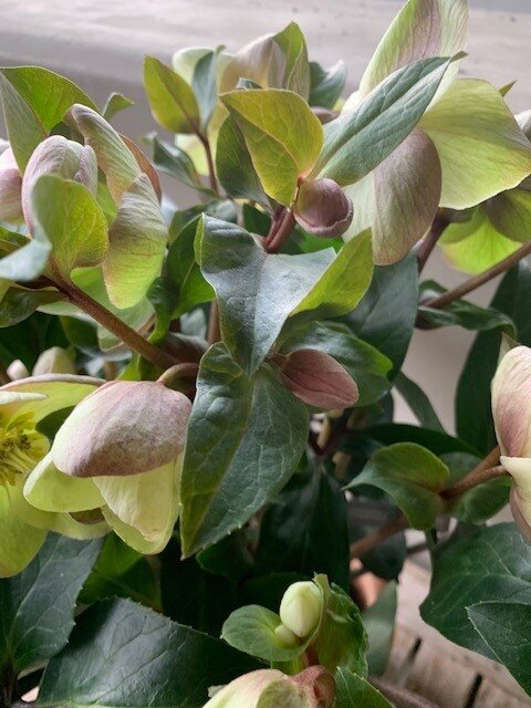Helleborus Niger wit