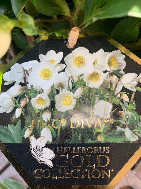 Helleborus Niger wit