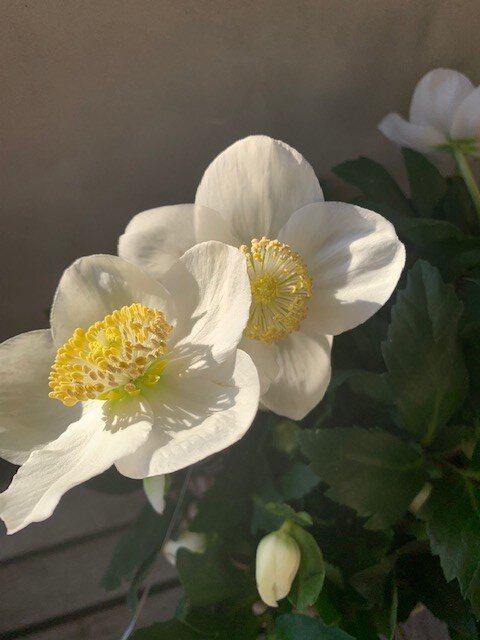Helleborus Niger wit