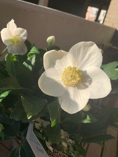 Helleborus Niger wit