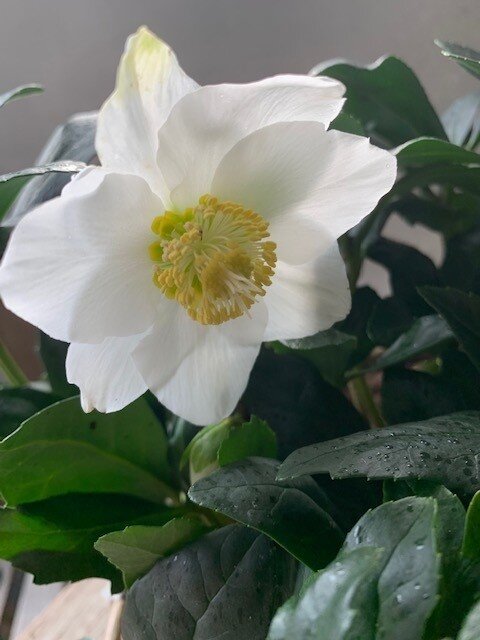 Helleborus Niger wit ronde mand