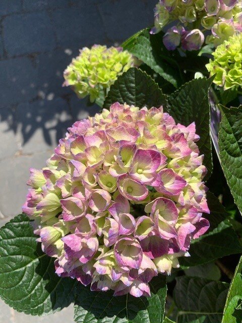 Hortensia