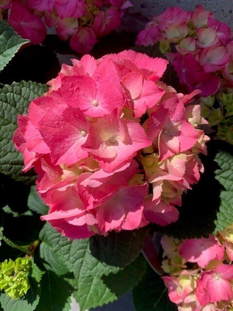 Hortensia