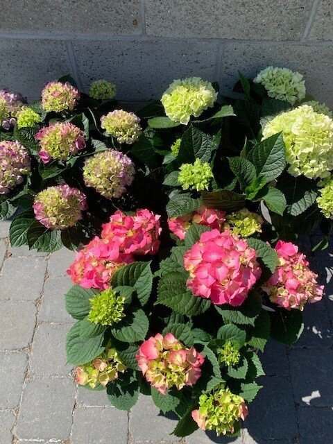 Hortensia