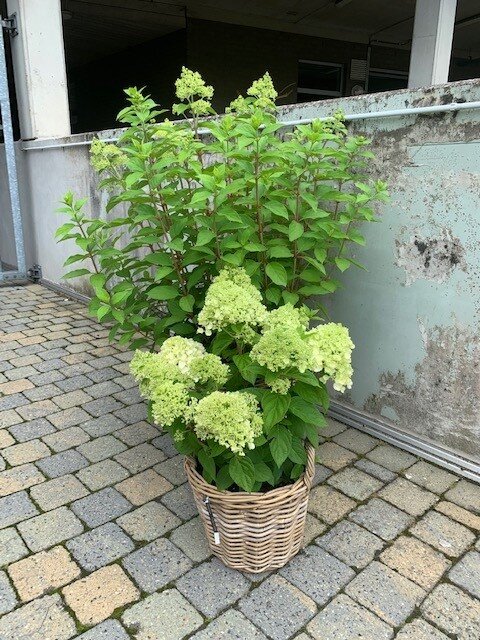 Hortensia Paniculata (pluimhortensia)