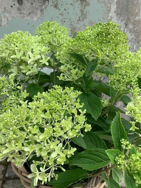 Hortensia Paniculata (pluimhortensia)