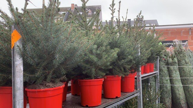 Kerstboompjes Picea Omorika